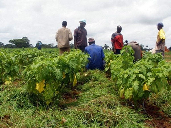 Agriculture – Souveraineté alimentaire : L’Uistaac dénonce l’absence d’une bonne politique – Lequotidien