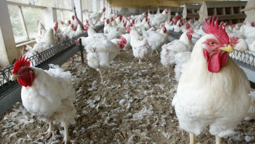 Revue après action sur la grippe aviaire : La H5n1 sous contrôle au Sénégal – Lequotidien