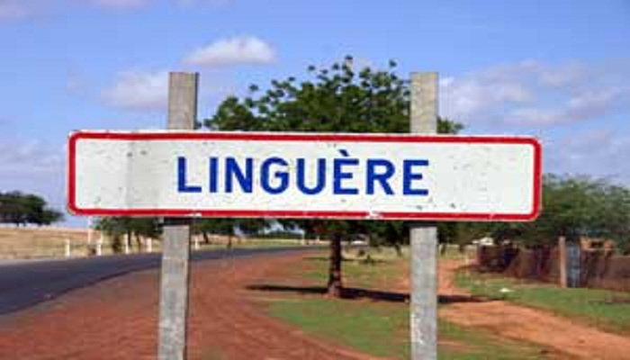 Pause des pluies à Linguère : Les agriculteurs face à de nouvelles inquiétudes